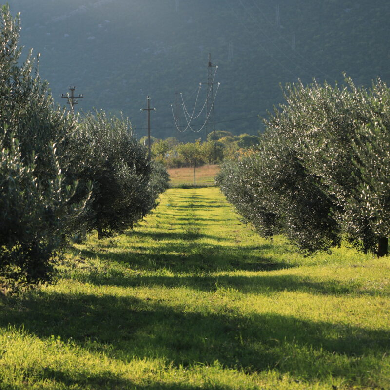 Paxa Dola d.o.o. gallery 6