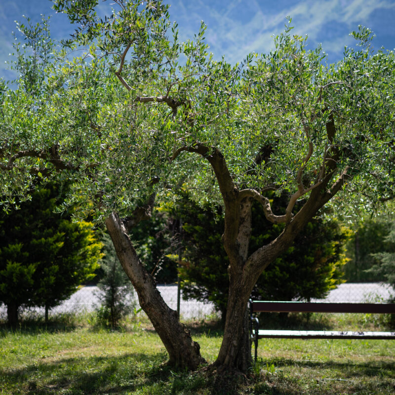 Paxa Dola d.o.o. gallery 7