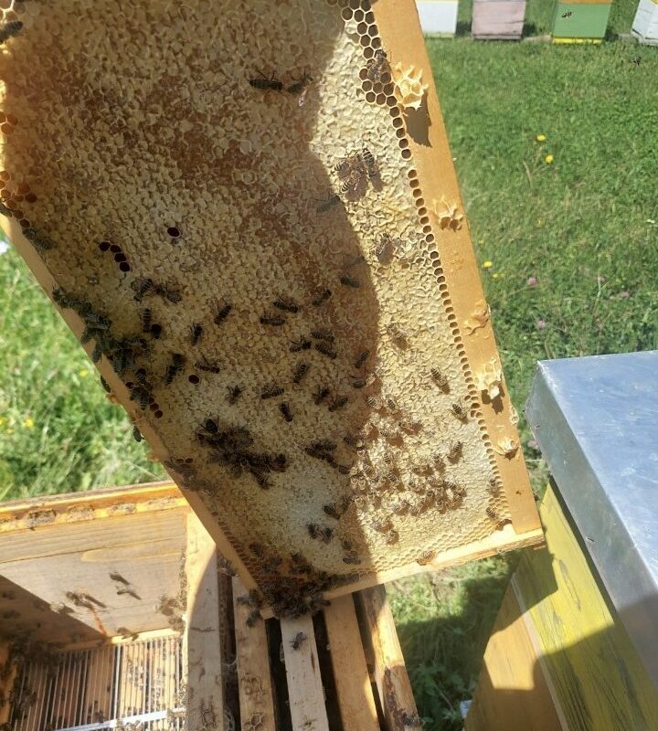 Gazdinstvo Zoran Mladić gallery 1