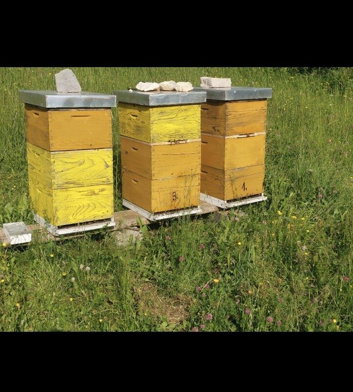 Gazdinstvo Zoran Mladić gallery 2