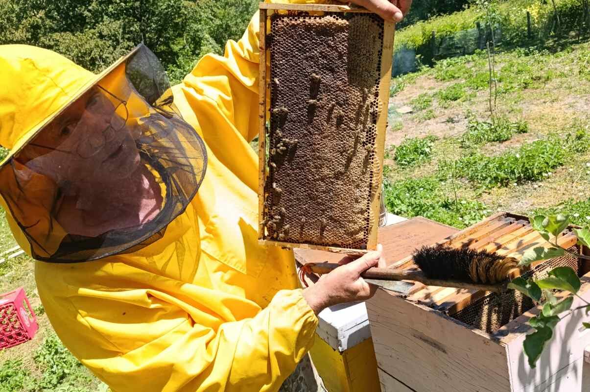 Hercegovači med 1kg