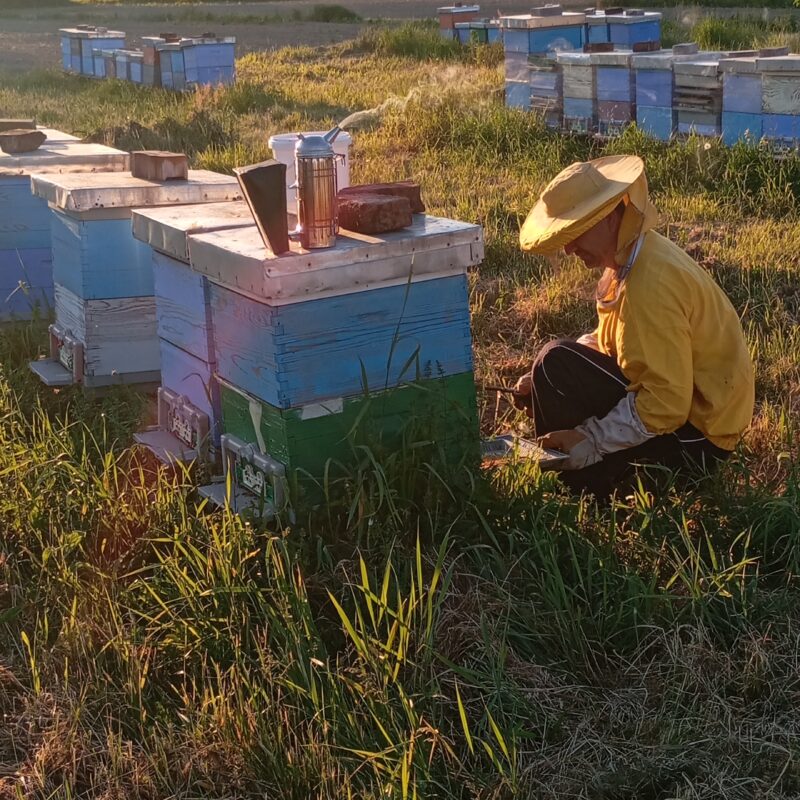 Pčelarsko gazdinstvo “Zimonjić” gallery 3