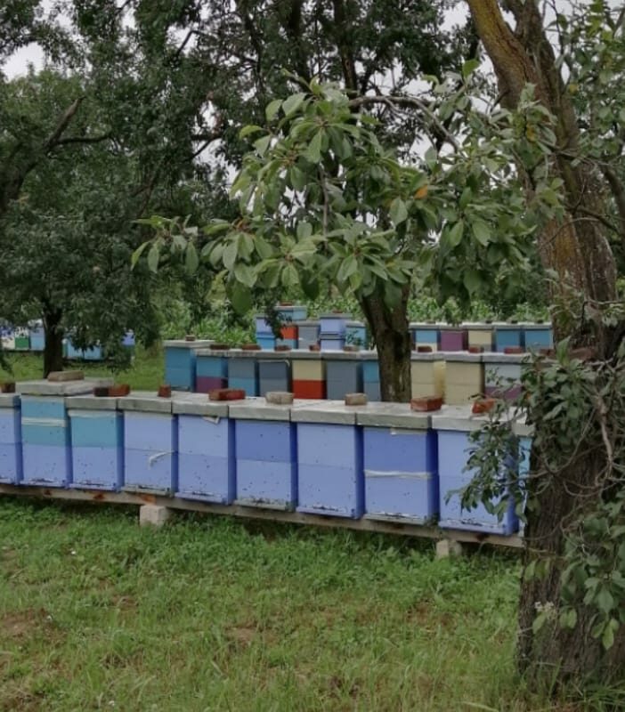 Pčelarsko gazdinstvo “Zimonjić” gallery 2