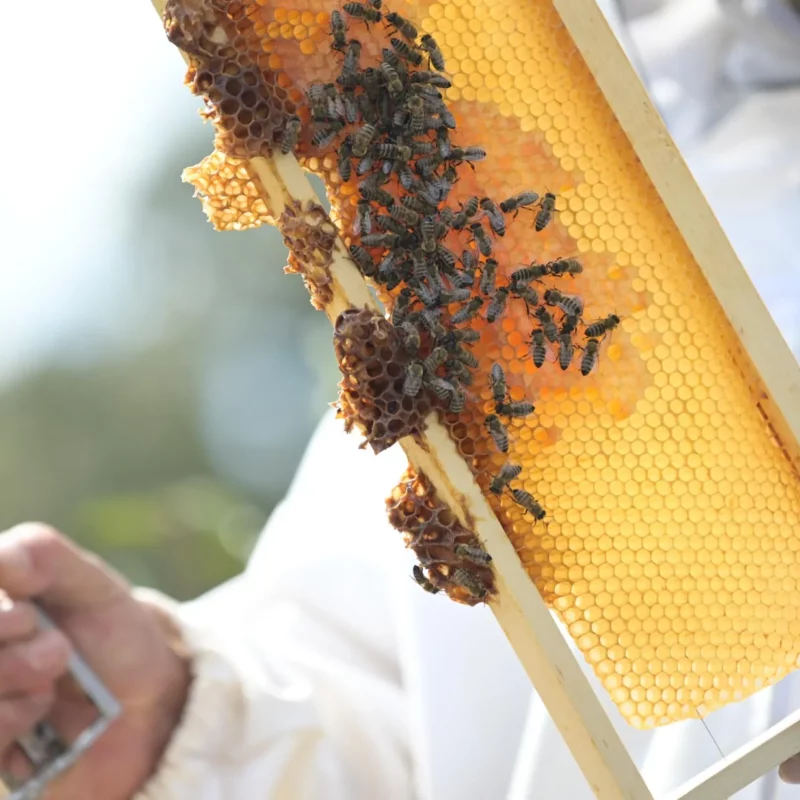 Pčelarstvo “Gavrić” gallery 1