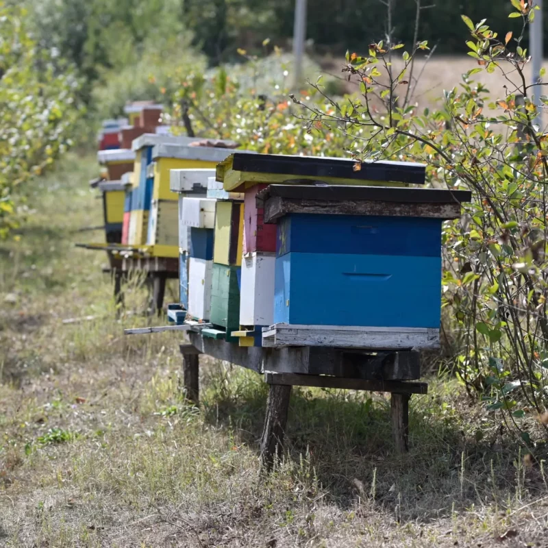 Pčelarstvo “Gavrić” gallery 2