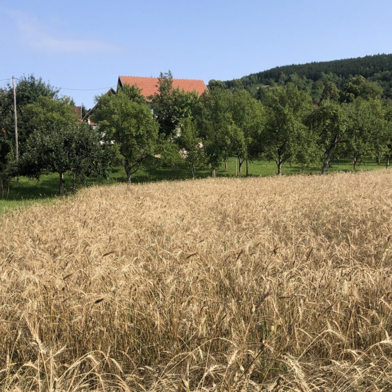 “BRK” Kneževo gallery 5