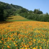 Organska proizvodnja “HERCEG”