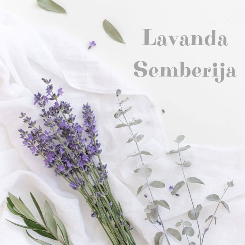 Lavanda Semberija gallery 11