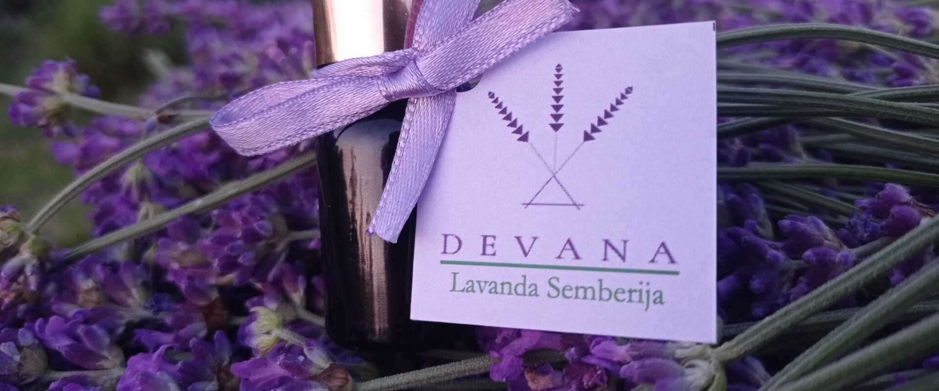 Lavanda Semberija