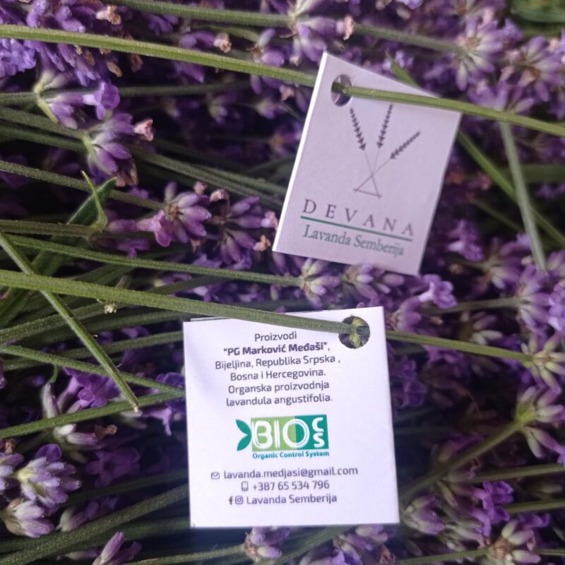 Lavanda Semberija gallery 23