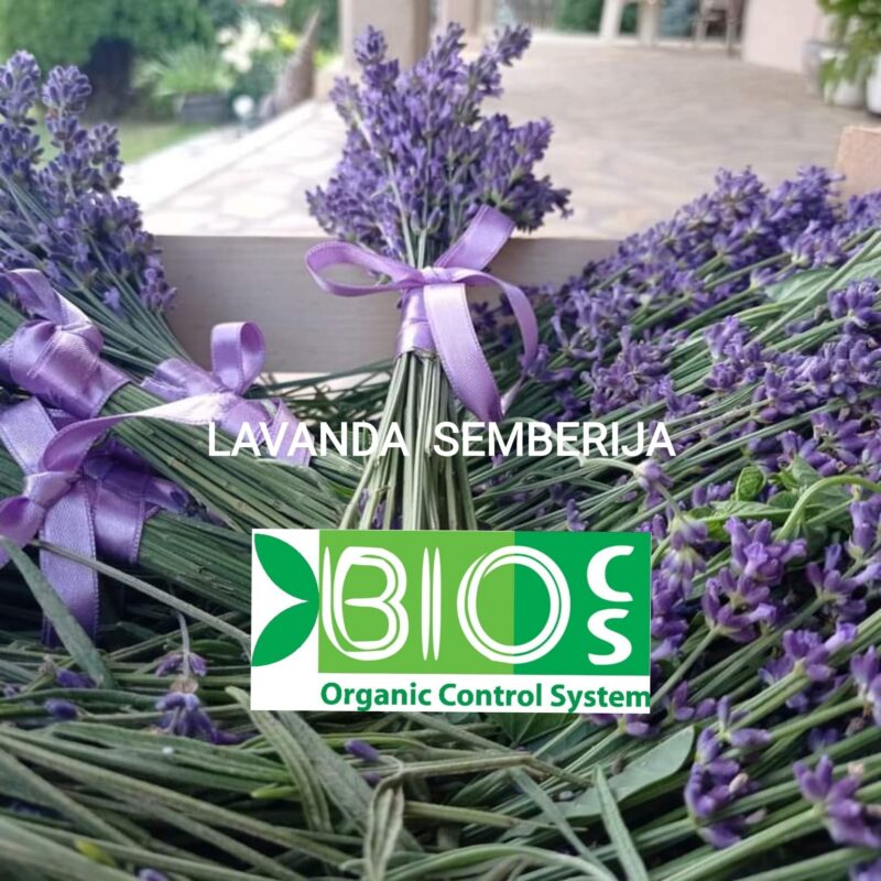Lavanda Semberija gallery 24