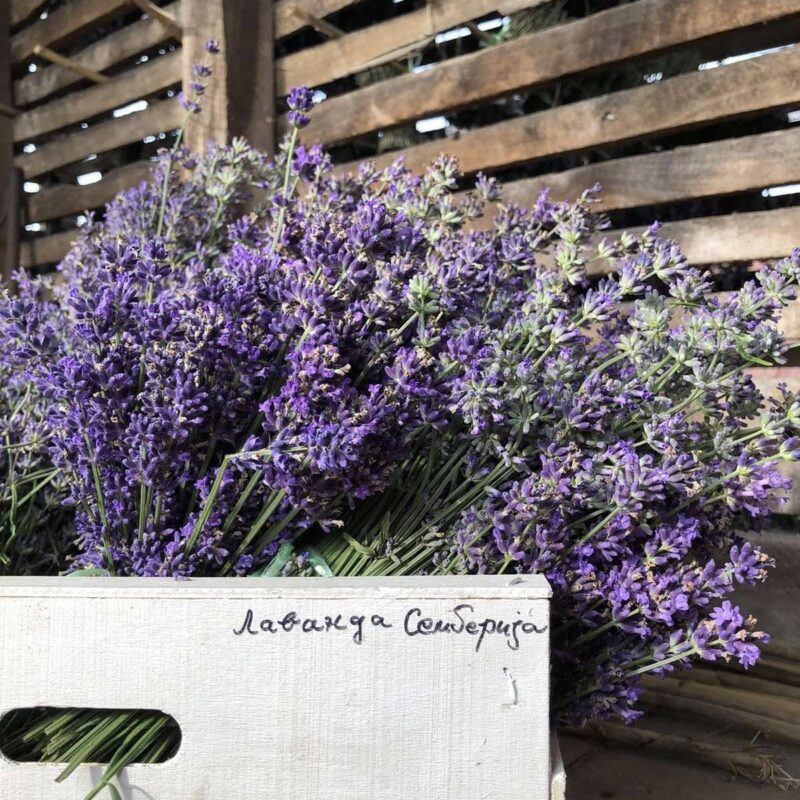 Lavanda Semberija gallery 25