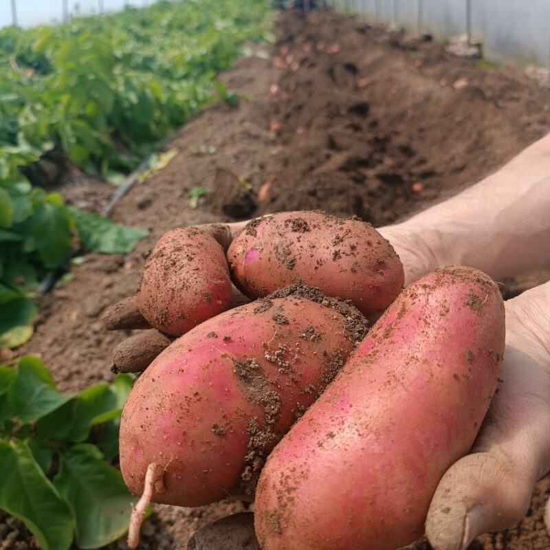OPZ “AgroFood” gallery 6