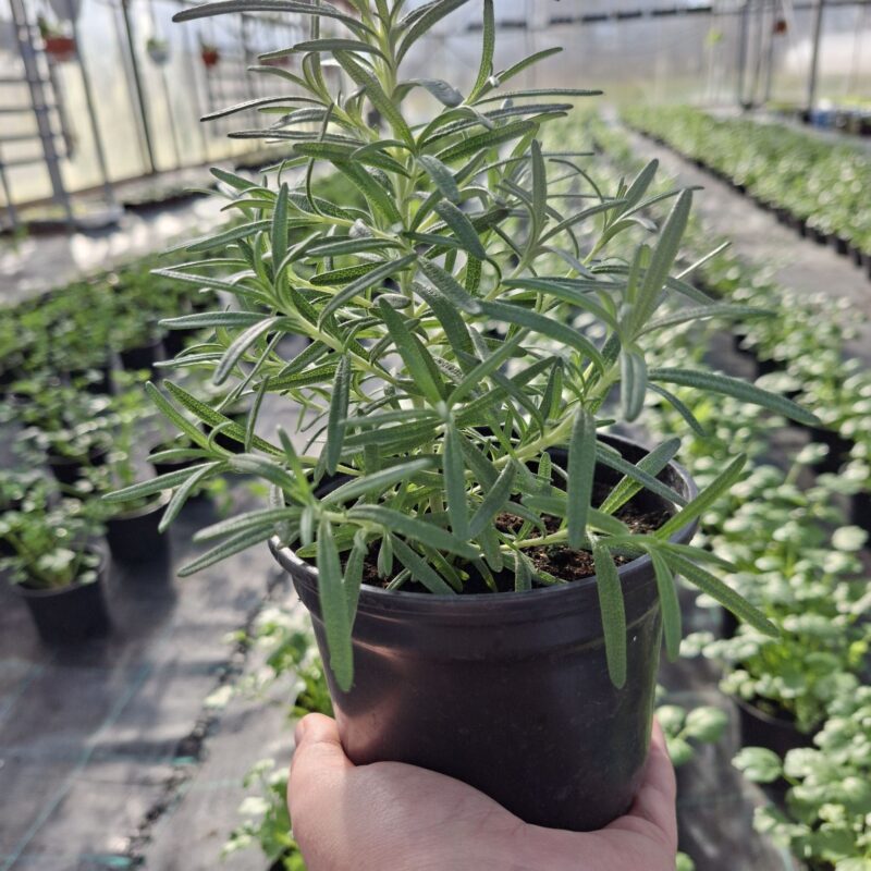 OPZ “AgroFood” gallery 8