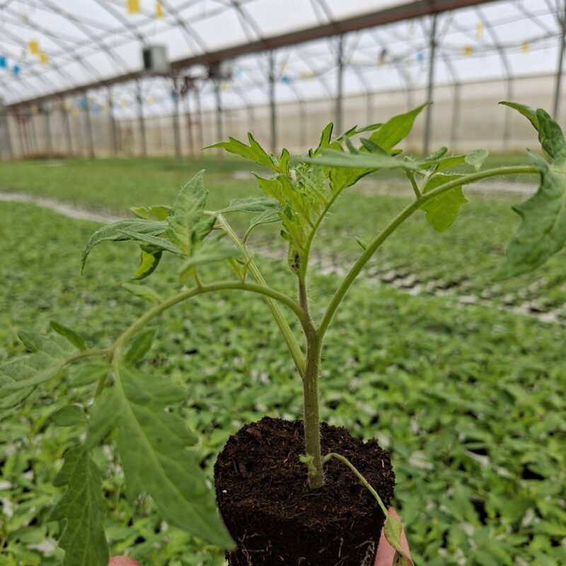OPZ “AgroFood” gallery 9