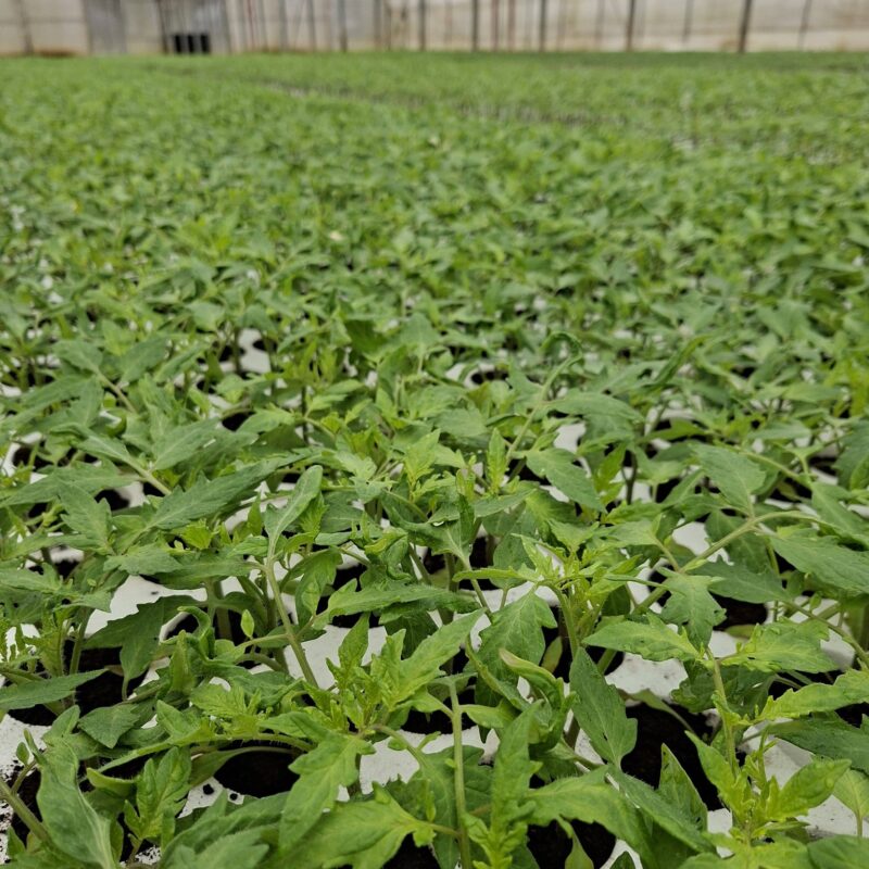 OPZ “AgroFood” gallery 10