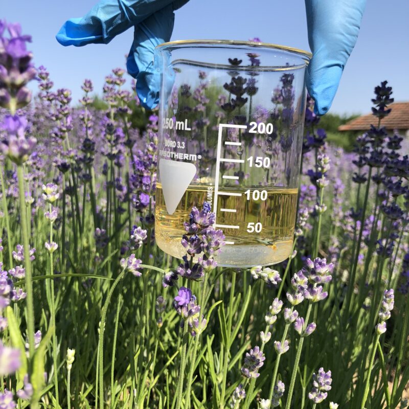 Lavanda Semberija gallery 8