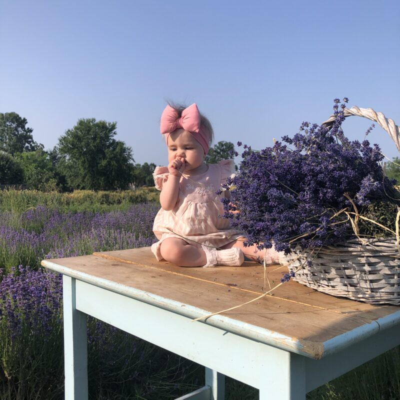 Lavanda Semberija gallery 6