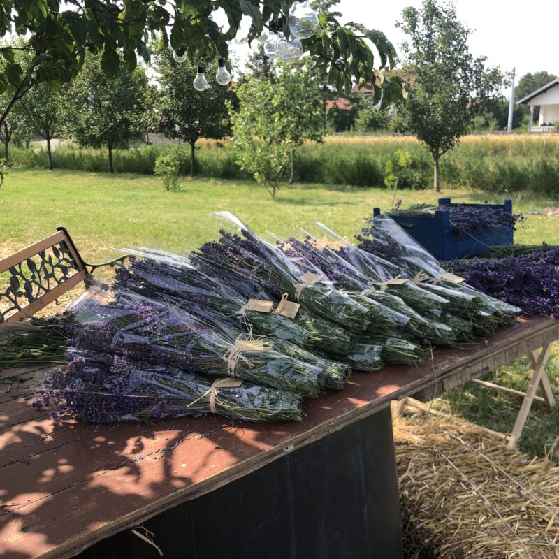 Lavanda Semberija gallery 9