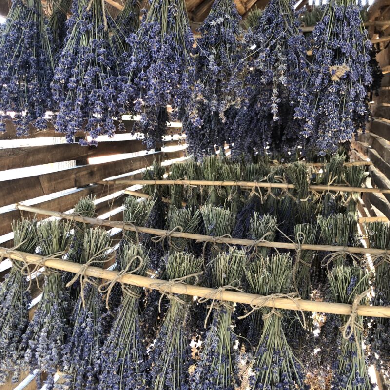 Lavanda Semberija gallery 31