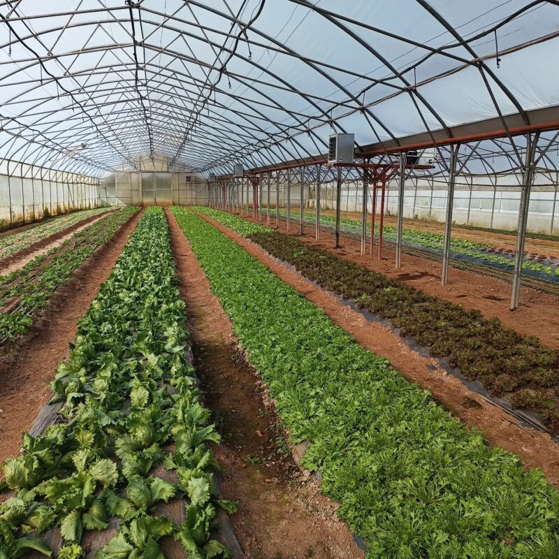 OPZ “AgroFood” gallery 11