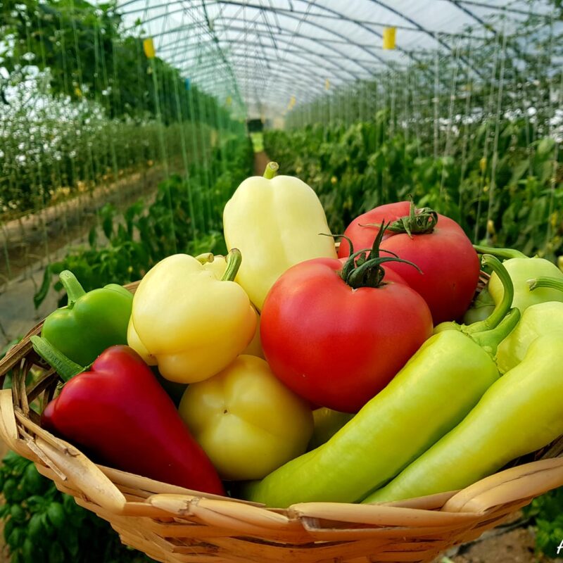 OPZ “AgroFood” gallery 12